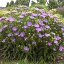 Stokesia Peachie's Pick