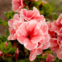 Azalea Autumn Sunburst®