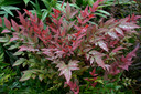 Nandina Obsession™