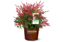 Nandina Obsession™