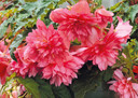 Begonia Funky® Pink