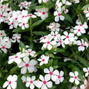 Vinca Soiree Kawaii® White Peppermint