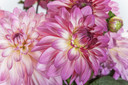 Dahlia Sincerity