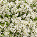 Euphorbia Diamond Snow®