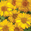 Gaillardia Heat it Up™ Yellow (Blanket Flower)