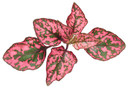 Hypoestes Hippo® Rose (Polka Dot Plant)