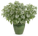 Hypoestes Hippo® White (Polka Dot Plant)