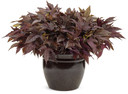 Ipomoea Sweet Caroline Red Hawk™ (Sweet Potato Vine)