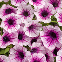 Petunia Supertunia® Mulberry Charm