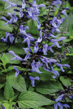 Salvia Rockin'® Blue Suede Shoes™