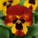 Viola Sorbet® Fire