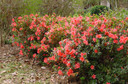 Azalea Autumn Coral®