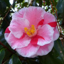 Camellia Lady Vansittart