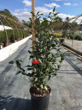 Camellia Lady Vansittart