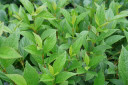 Viburnum Sweet Talker®