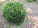 Buxus Little Missy