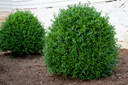 Buxus NewGen Independence®