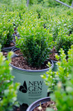 Buxus NewGen Freedom®