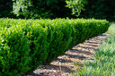 Buxus NewGen Freedom®