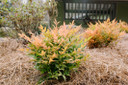 Nandina dom. Cool Glow™ Peach