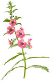 Angelonia Angelface® Perfectly Pink (Summer Snapdragon)