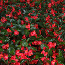 Begonia ben. Surefire® Red