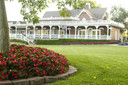 Begonia ben. Surefire® Red