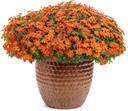 Bidens Campfire® Flame