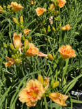 Hemerocallis Playground (Daylily)