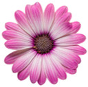 Osteospermum Bright Lights™ Pink (African Daisy)