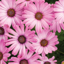 Osteospermum Bright Lights™ Pink (African Daisy)