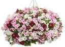 Petunia Supertunia® Mini Vista™ Pink Star