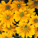 Rudbeckia Amarillo Gold 