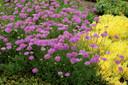 Scabiosa Vivid Violet