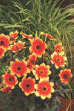 Dahlia Happy Days® Orange and Red Bicolor