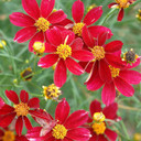 Coreopsis Red Satin (Tickseed)