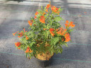 Tecoma Chicklet® Orange (Esperanza)