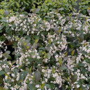 Aronia Low Scape Snowfire™