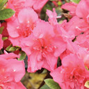 Azalea Perfecto Mundo Epic Coral™