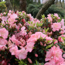 Azalea Perfecto Mundo Pink Carpet™