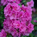 Azalea Perfecto Mundo® Double Purple