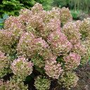 Hydrangea pan. Tiny Quick Fire®