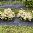 Hydrangea pan. Tiny Quick Fire®