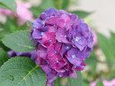 Hydrangea mac. Wee Bit Grumpy®