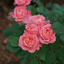 Rosa Reminiscent™ Coral