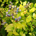 Vaccinium cor. Sky Dew™ Gold (Blueberry)