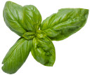 Ocimum Pesto Besto™ (Sweet Italian Basil)