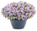 Calibrachoa Superbells® Double Twilight™