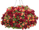 Calibrachoa Superbells®  Red