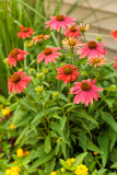Echinacea Color Coded® 'Orange You Awesome' (Coneflower) 